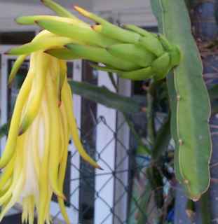 hylocereus