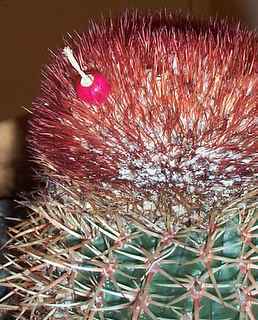 melocactus