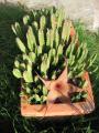 stapelia