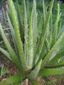 aloes