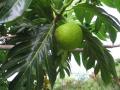fruit à pain