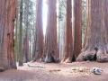 usa 2007-séquoia environ 2000 ans