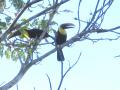 couple de toucanos