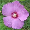 Hibiscus Syriacus