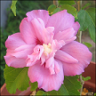 Hibiscus Syriacus Anemone