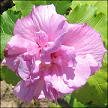 hibiscus syriacus amequia 1329476250