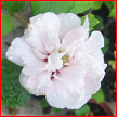 hibiscus syriacus ariela 1329476783