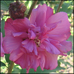 Hibiscus Syriacus Bella CA11