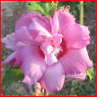 Hibiscus Syriacus Bengali CA16