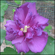 Hibiscus Syriacus Beona CA01