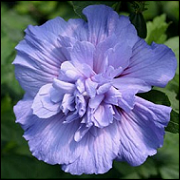 Hibiscus Syriacus Blue Chiffon CE14