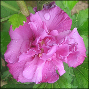 Hibiscus Syriacus Hinatea CA03