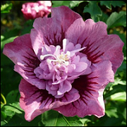 Hibiscus Syriacus Kakapo CA07