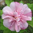 Hibiscus Syriacus Maelyss CA04