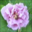 Hibiscus Syriacus Maeva