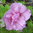 Hibiscus Syriacus Marlyne