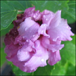 Hibiscus Syriacus Pacouli