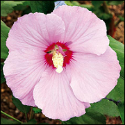 Hibiscus Syriacus Pastelrose CE17