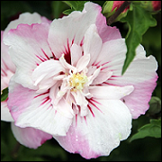 Hibiscus Syriacus Pinky Spot CR12