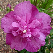 Hibiscus Syriacus Purple Ruffle CE23