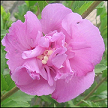 Hibiscus Syriacus Rosita CA22