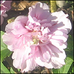 Hibiscus Syriacus Rowena CA36