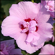 Hibiscus Syriacus Souvenir Charles Breton CE09