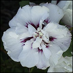 Hibiscus Syriacus Speciosus CR15
