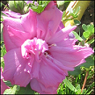 Hibiscus Syriacus Trapp