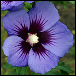 Hibiscus Syriacus Ultra marine CR14