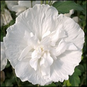 Hibiscus Syriacus White Chiffon CE19