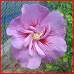 Hibiscus Syriacus Yasmine CA14
