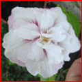 hibiscus syriacus auronna 1329477052