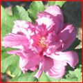 Hibiscus Syriacus Butterfly CA38