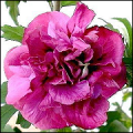 Hibiscus Syriacus Duc de Brabant CE15