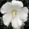 Hibiscus Syriacus Eleonore CA25