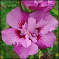 Hibiscus Syriacus Eruption CA12