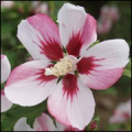 Hibiscus Syriacus Hamabo CE16