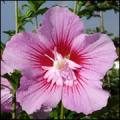 Hibiscus Syriacus Maike CE08