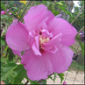 Hibiscus Syriacus Melilla CA08