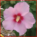 Hibiscus Syriacus Mercure CE12