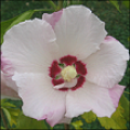 Hibiscus Syriacus Neela CA42