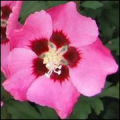 Hibiscus Syriacus Pink Giant CE21