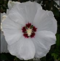 Hibiscus Syriacus Red Heart CE18