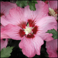 Hibiscus Syriacus Rosalbane CR08