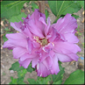 Hibiscus Syriacus Royal Light Purple