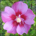 Hibiscus Syriacus Satina