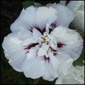 Hibiscus Syriacus Speciosus CR15