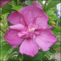 Hibiscus Syriacus Kalia CA31