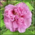 Hibiscus Syriacus Lavandine